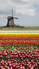 Tulip field with a windmill