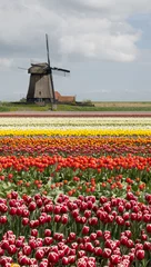 Acrylic prints Tulip field with a windmill