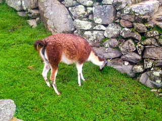 machu picchu Peru