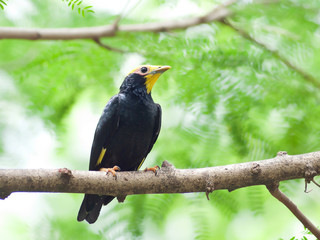 Bird golden-crested myna.