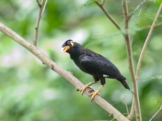 Bird common hill myna .