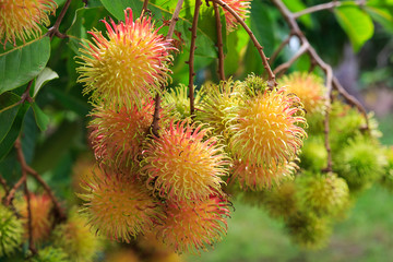Tropical fruit, Rambutan on tree
