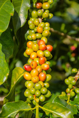 arabica coffee berries