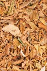 Autumn leaves