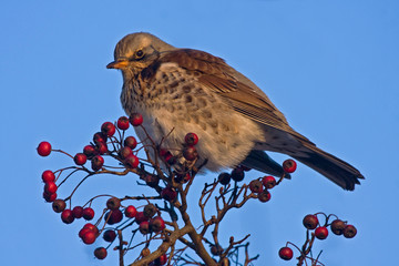Fieldfare (Turdus pilaris) sitting of the hawthorn