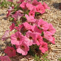 Pétunias roses