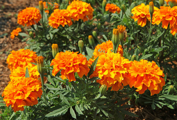 œillets d'Inde oranges