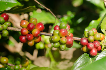 coffee berries on branch