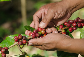 arabica coffee berries on hands