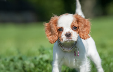 closeup of a spaniel puppy face © Steve Mann