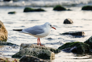 Black-headed gull (Chroicocephalus ridibundus)