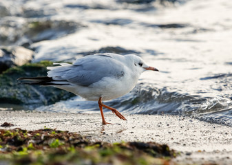 Black-headed gull (Chroicocephalus ridibundus)