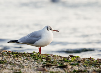 Black-headed gull (Chroicocephalus ridibundus)
