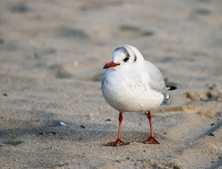 Black-headed gull (Chroicocephalus ridibundus)