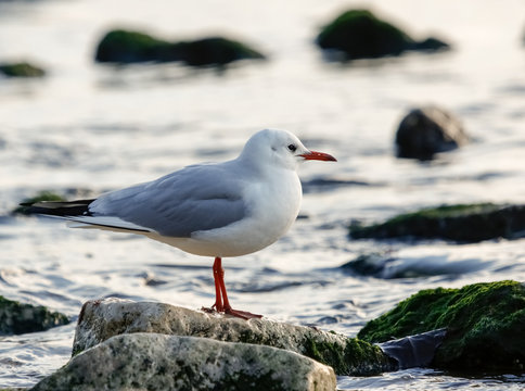 Black-headed gull (Chroicocephalus ridibundus)