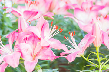 Beautiful Tulips Flower in The Garden