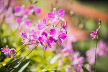 purple orchids flowers in the garden