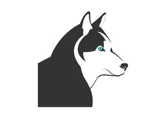 Chien de traineau - Husky