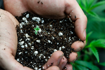 farmers holding soil with baby pot plant