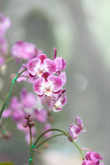 Fototapeta na wymiar purple orchids flowers in the garden