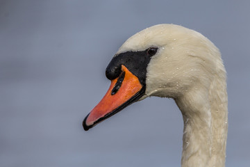 Obraz premium Höckerschwan