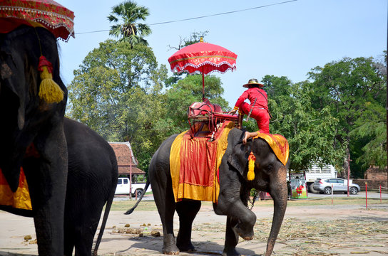 Traveler riding elephant for tour around Ayutthaya ancient city