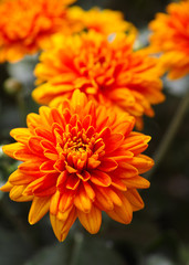 Orange chrysanthemums