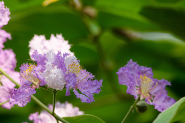 Tabaek is beautiful bunches of pink flowers.