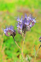 Pyrmolita California Bluebell ( Phacelia tanacetifolia Benth. )