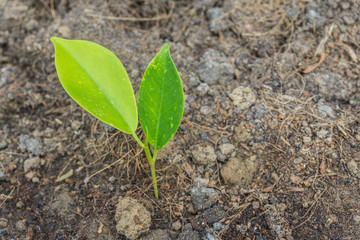 young plant