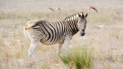 Fototapeta na wymiar Close up of Zebra grazing dry meadow