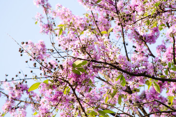 Tabaek is beautiful bunches of pink flowers.