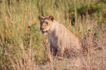 Fototapeta na wymiar Lioness in the grass. Kruger National park.