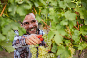 Smiling winemaker harvesting grapes