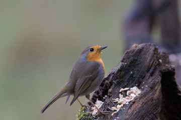 Fototapeta premium Rotkehlchen