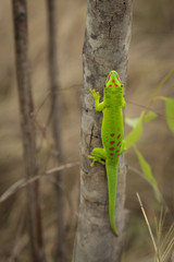 Green male giant daily Geko lizard on a tree in Madagascar