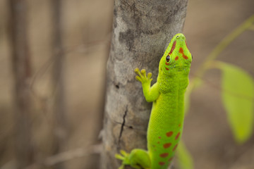 Green male giant daily Geko lizard on a tree in Madagascar