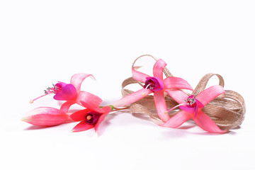 Fuchsia flowers with a bow