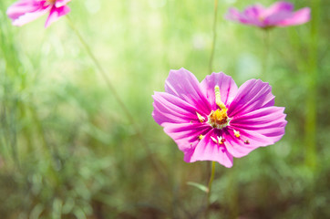 Fototapeta premium A worm on cosmos flower in the field.