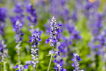 Lavender Flowers
