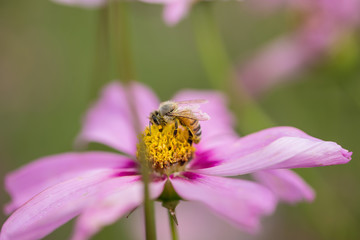 Honey Bee on Pink Flower