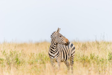 Portrait eines Zebras in der Landschaft 