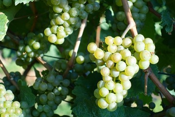 Weinanbau / Wein / Weinstock / Trauben Hintergrund