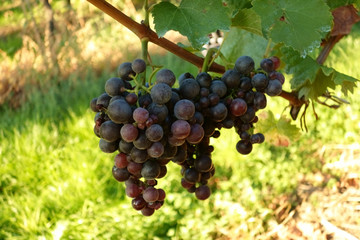 Weinanbau / Wein / Weinstock / Trauben Hintergrund