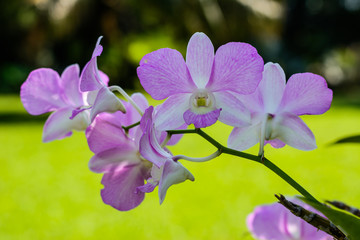 orchids,orchids purple