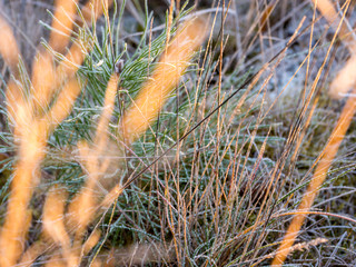 Frosty foliage in the forest