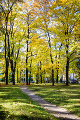 Big autumn maple trees with yellow leaves