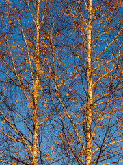Branches of the top of a leafless tree in autumn 