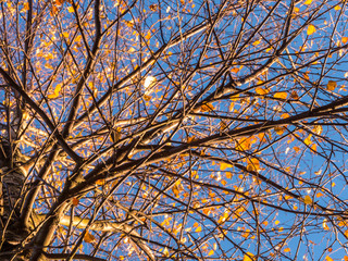 Branches of the top of a leafless tree in autumn