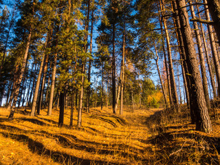 Beautiful morning in the misty autumn forest